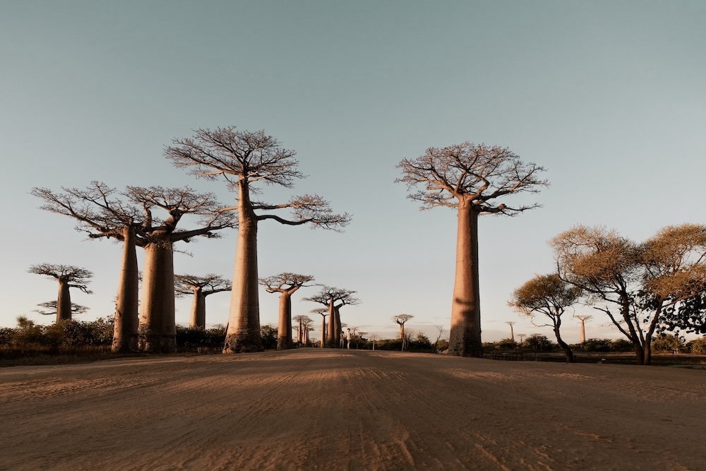 Ein Blick hinter die Kulissen: Unser Baobab-Lieferant und die Erntehelfer:innen