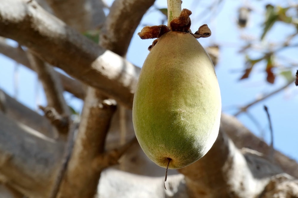 Baobab Frucht - ein echtes Beauty Food